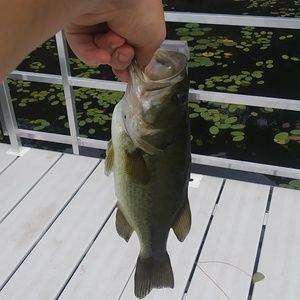 Meet your Posher, Ethan